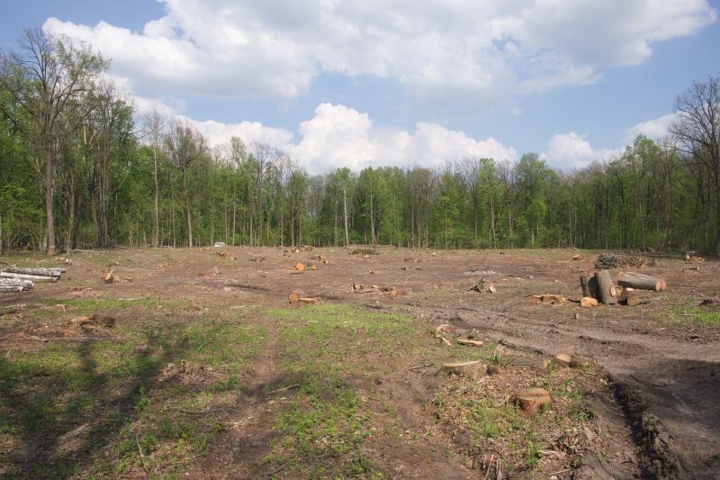 Thicket Clearing in Cumming, GA