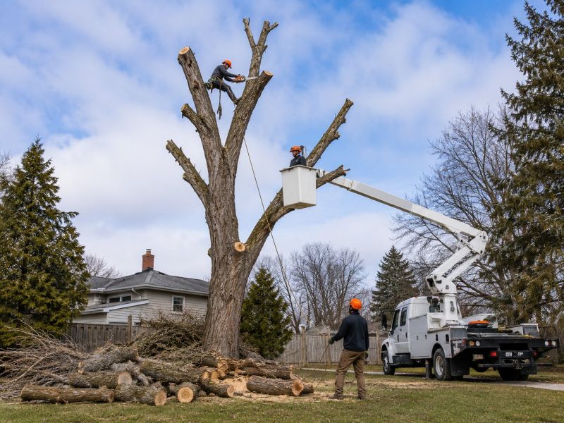 Emergency Tree Removal in Duluth, MN
