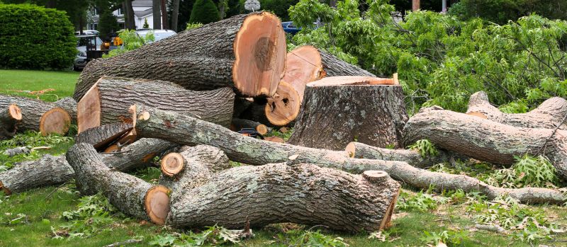 Fallen Tree Removal in Montgomery County, PA