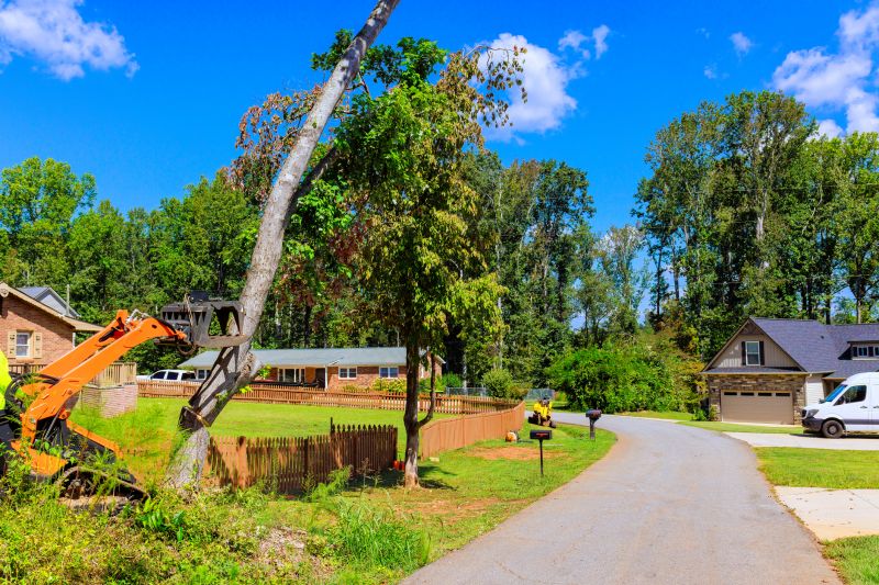 Small Tree Removal detail